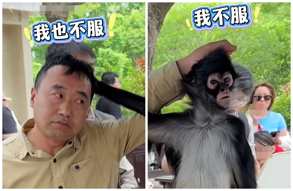 上海野生動物園的蜘蛛猴豆豆對自己的保育員出手，沒想到保育員也立刻還手，雙方僵持不下。（翻攝上海野生動物園小紅書）