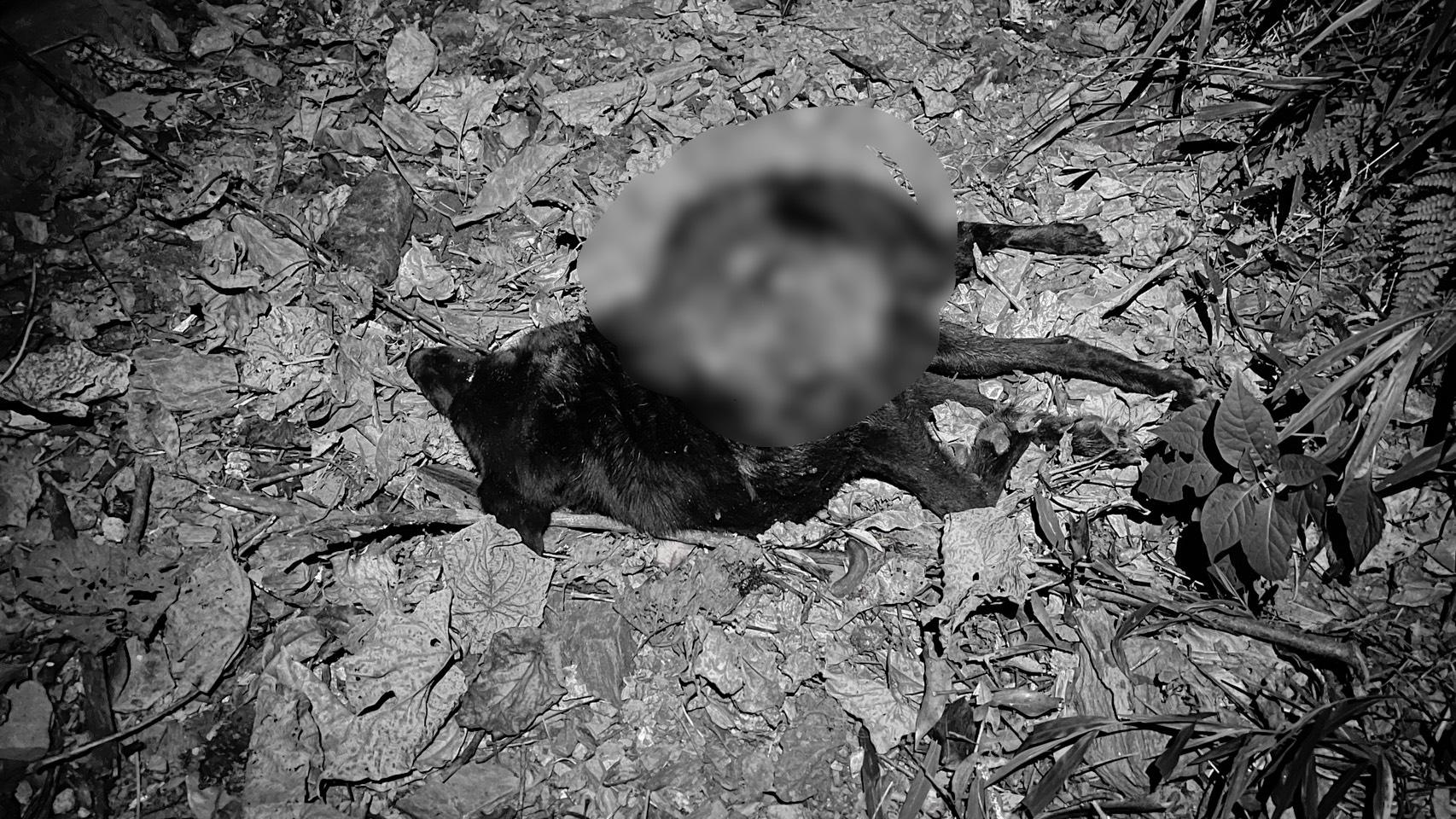 花蓮卓溪一頭台灣黑熊再入侵部落周邊襲狗，遭巡邏人員開槍身亡。（林保署提供）