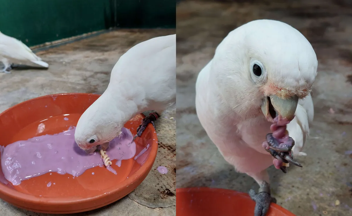 研究首次在鳥類中發現「增添風味」行為，鸚鵡特愛藍莓口味。（翻攝自X） 
