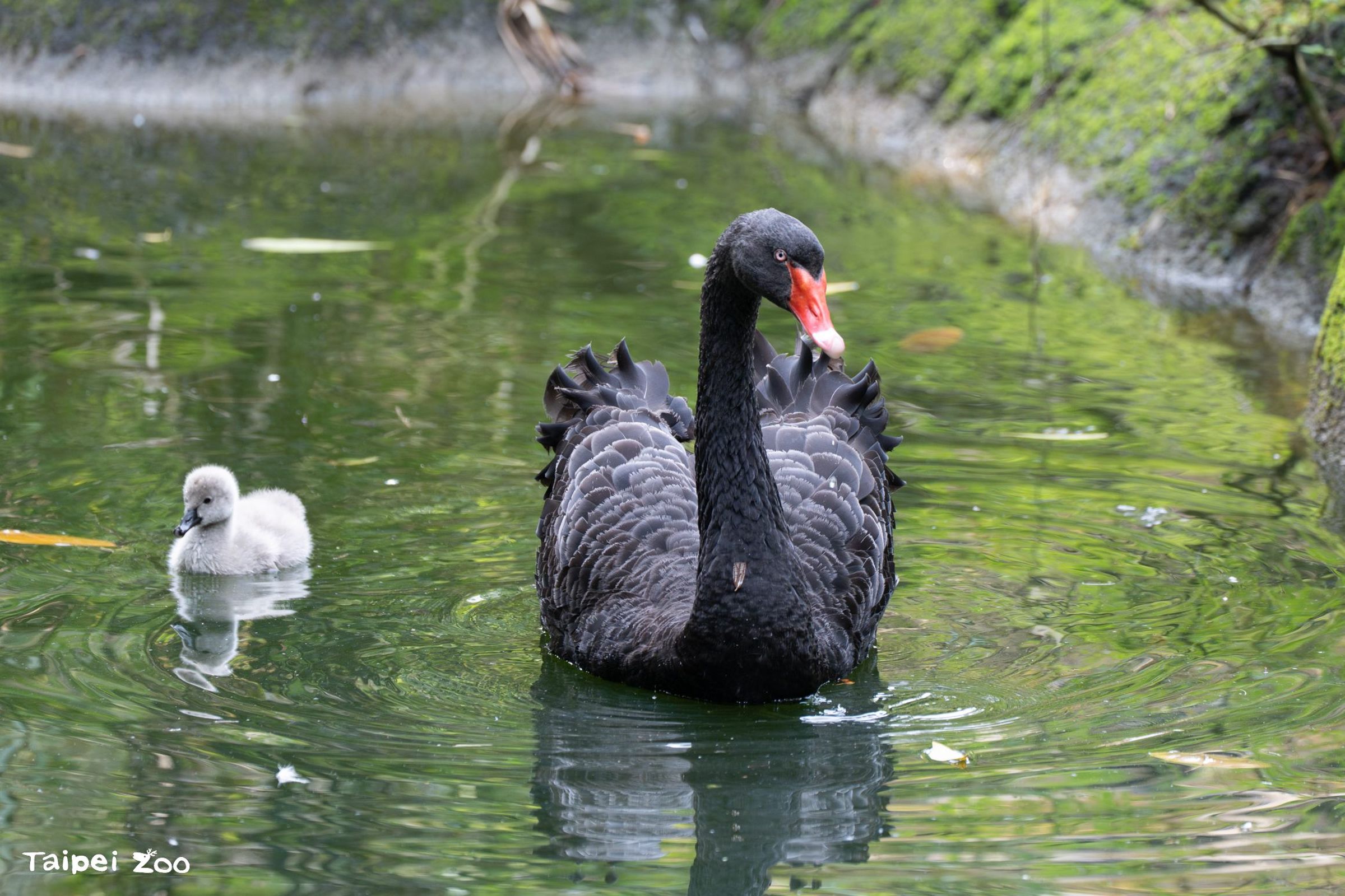 鵝寶寶總跟在父母身邊。(取自台北動物園官網)