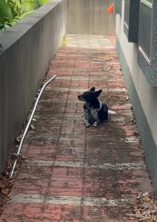 廖姓阿北今在自家旁的小路發現美琪。(翻攝畫面)