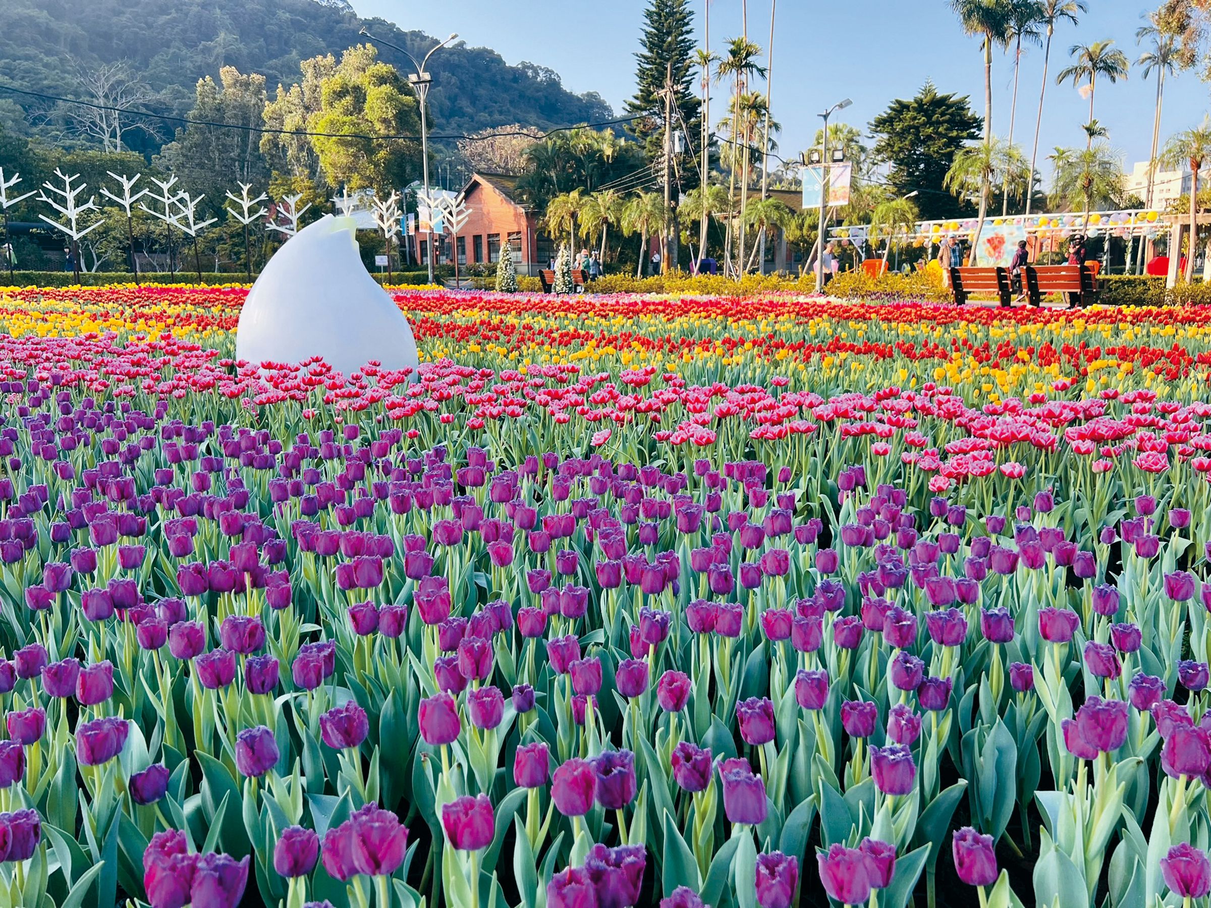 士林官邸公園的鬱金香花海為園區帶來童話般的氛圍。