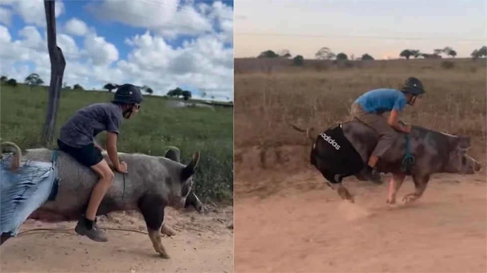 巴西9歲男童每天騎豬「火箭」上學，畫面曝光爆紅全球。（翻攝自IG）