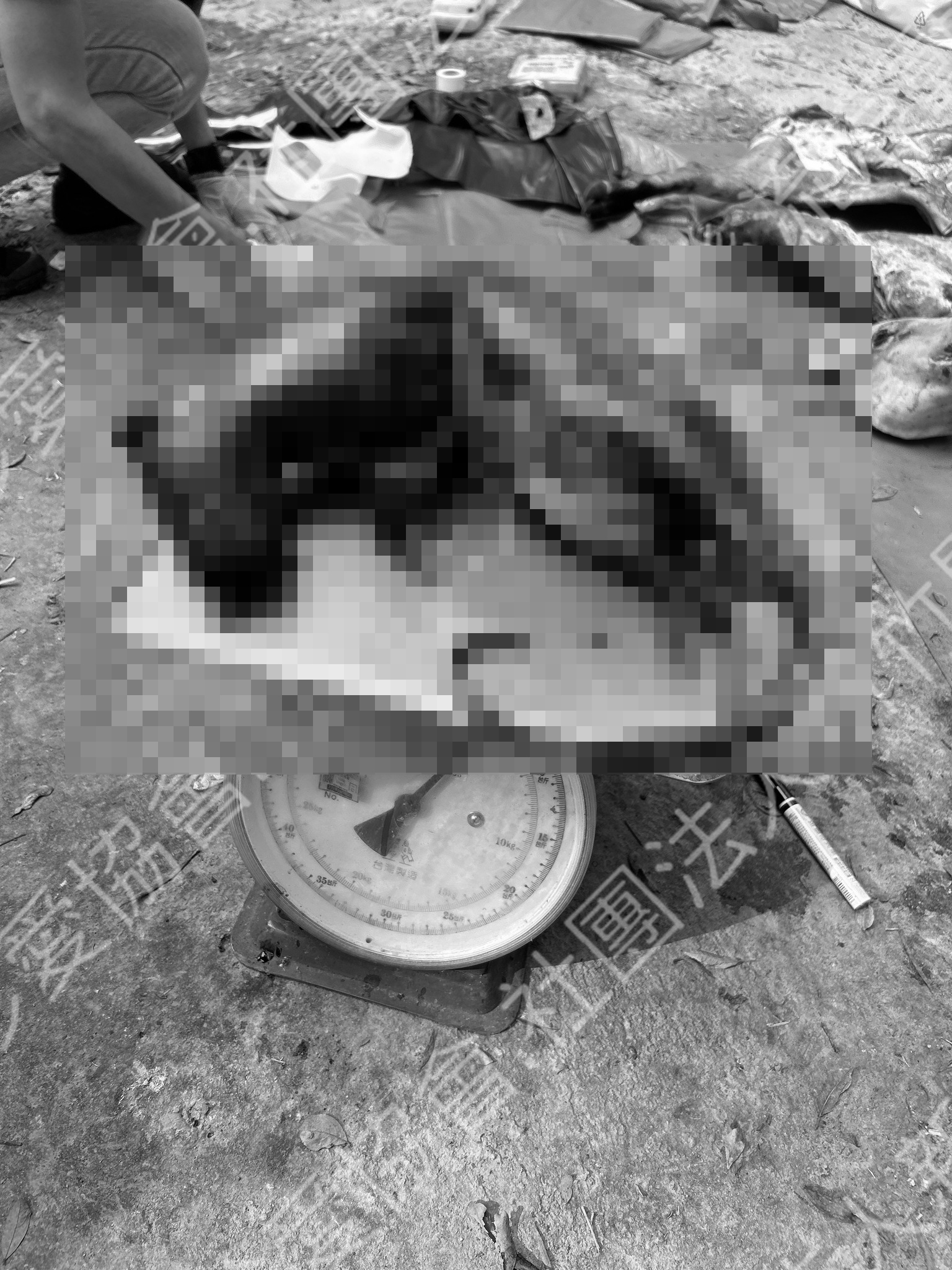 6大箱冰櫃內除了狗肉、狗尾巴外，甚至還驚見許多國家保育動物，包含山羌、水鹿、山羊、果子狸、幼獾及穿山甲等遺體，畫面令人怵目驚心。（翻攝自社團法人新竹縣流浪動物珍愛協會臉書粉專）