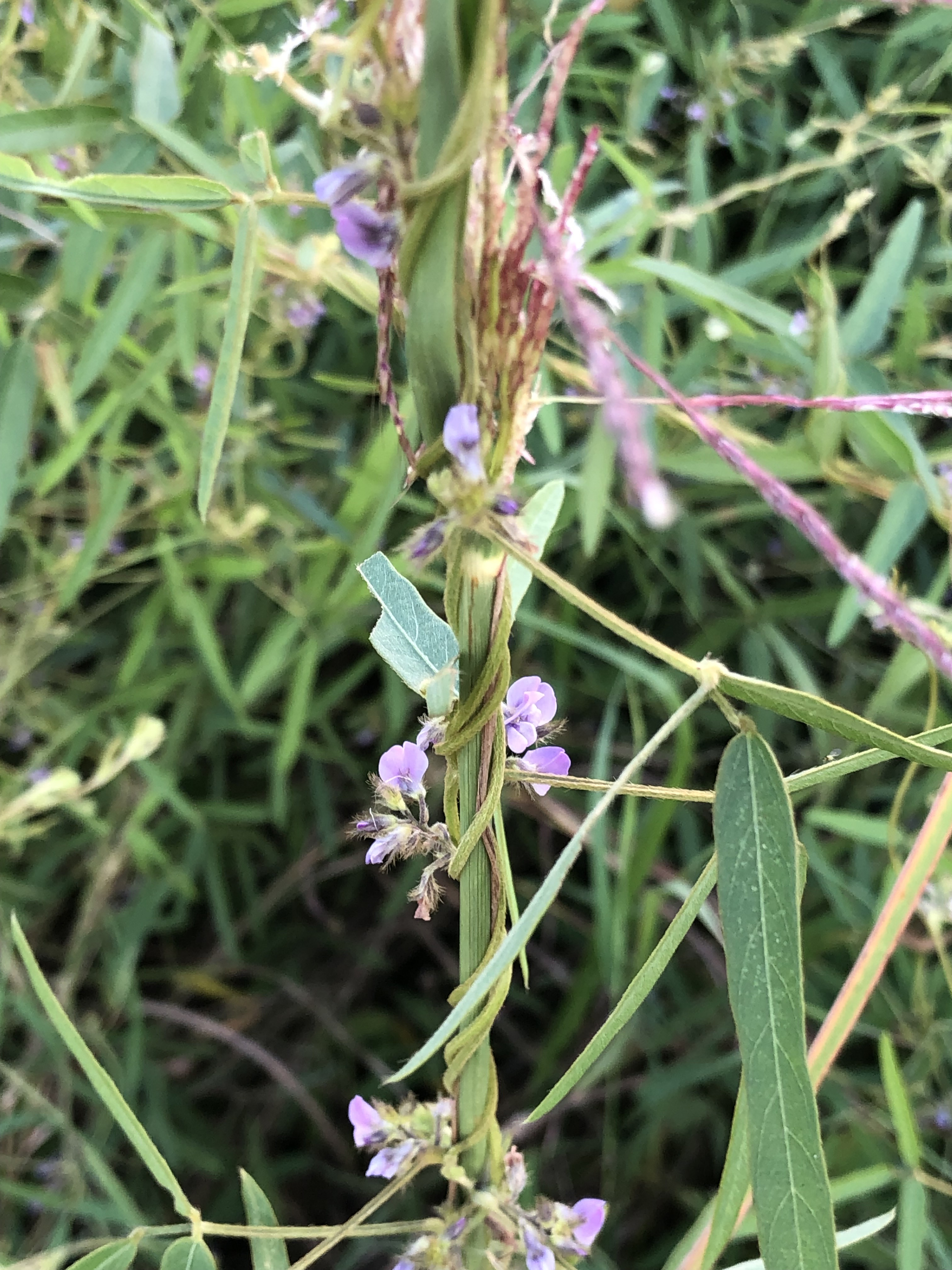 左岸濕地公園在秋天可見紫色小花、長片型葉子，就是臺灣大豆。（洪明仕提供）