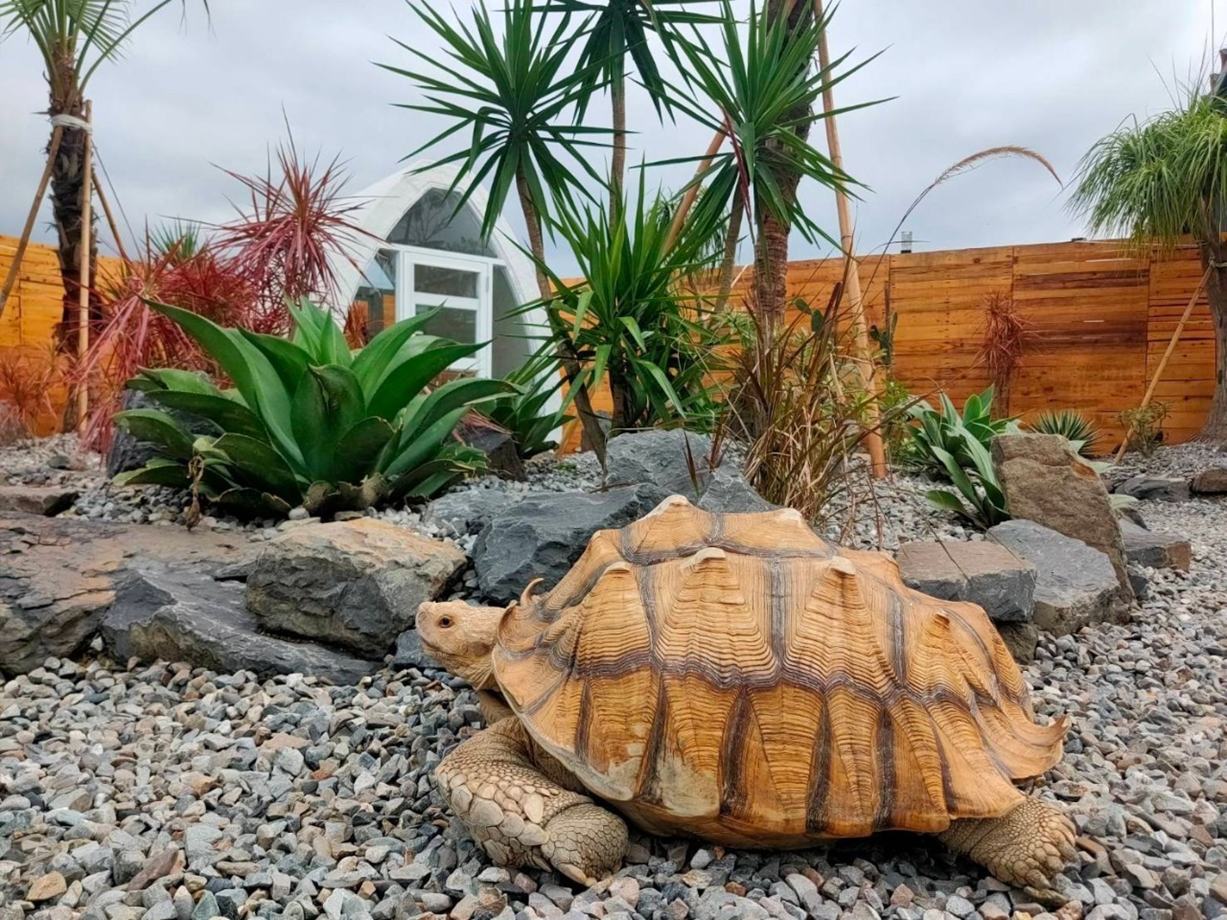 園區中的可愛動物區宛如迷你版動物園,有笑笑羊、象龜及天竺鼠,還可觀察狐獴生態。(捷絲旅宜蘭礁溪館提供)