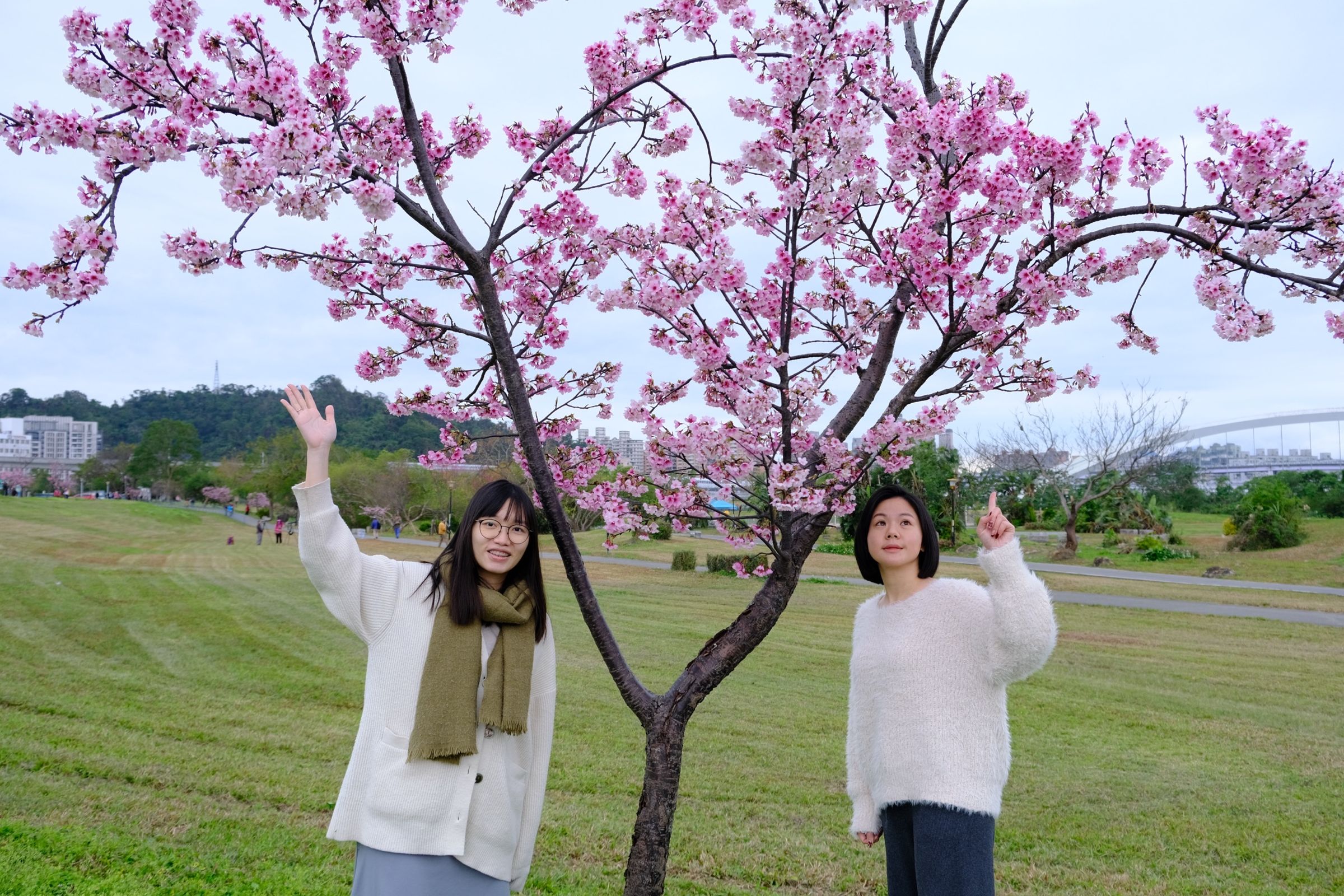 和朋友一同漫步於陽光運動公園，共賞春日櫻花美景。（新北市高灘處提供）