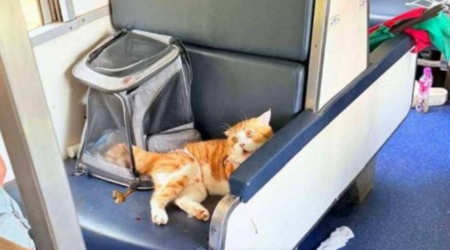 國一列南下長途火車傳出因寵物貓失控攻擊人而延誤7小時，引發網路熱議，隨後多名乘客出面澄清真實原因。（翻攝自Thaiger）