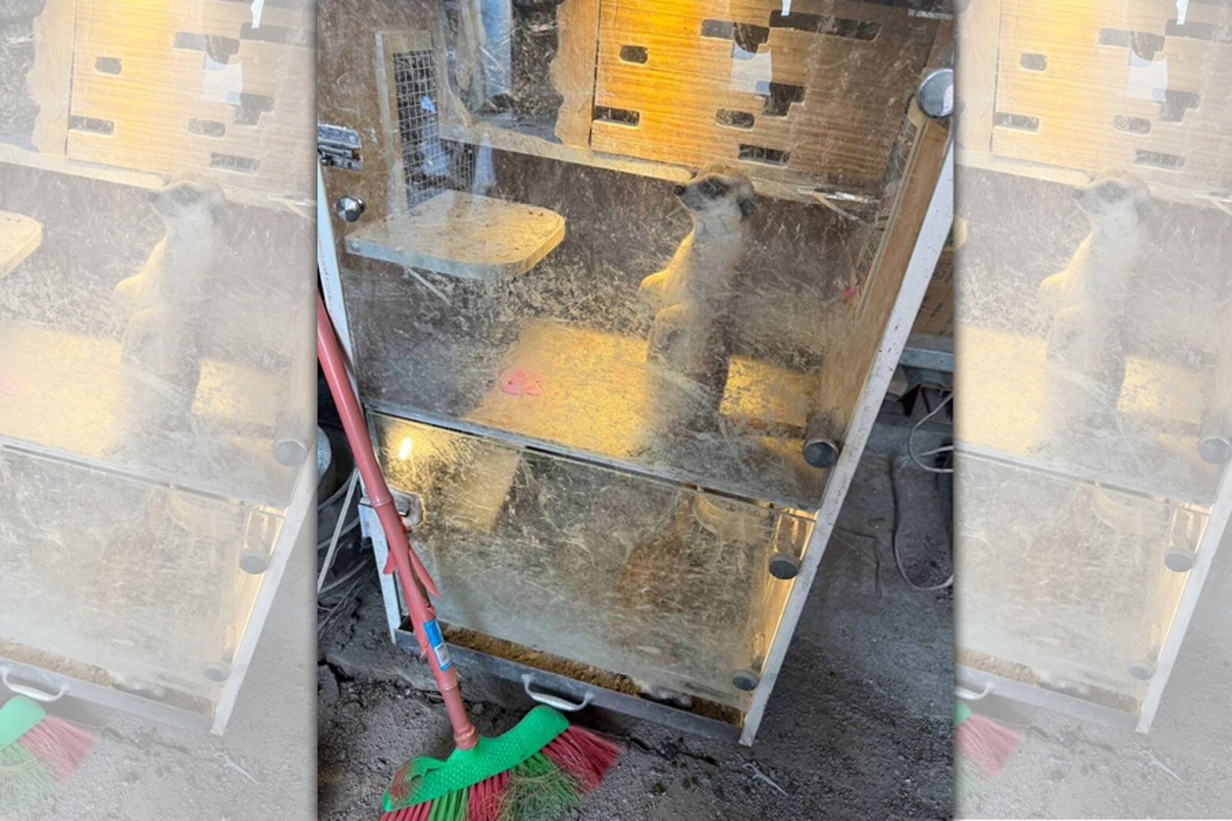 製毒工廠狐獴躁動，讓警方找到隱藏的地下室入口，進而查扣製毒工具與毒品。（警方提供）