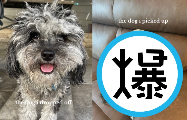 圖左為剪毛前的路易，毛茸茸的模樣超可愛，也笑得十分燦爛，然而，在這次剪毛後，整個狗都不一樣了。（翻攝自TikTok @maddiehilaski）