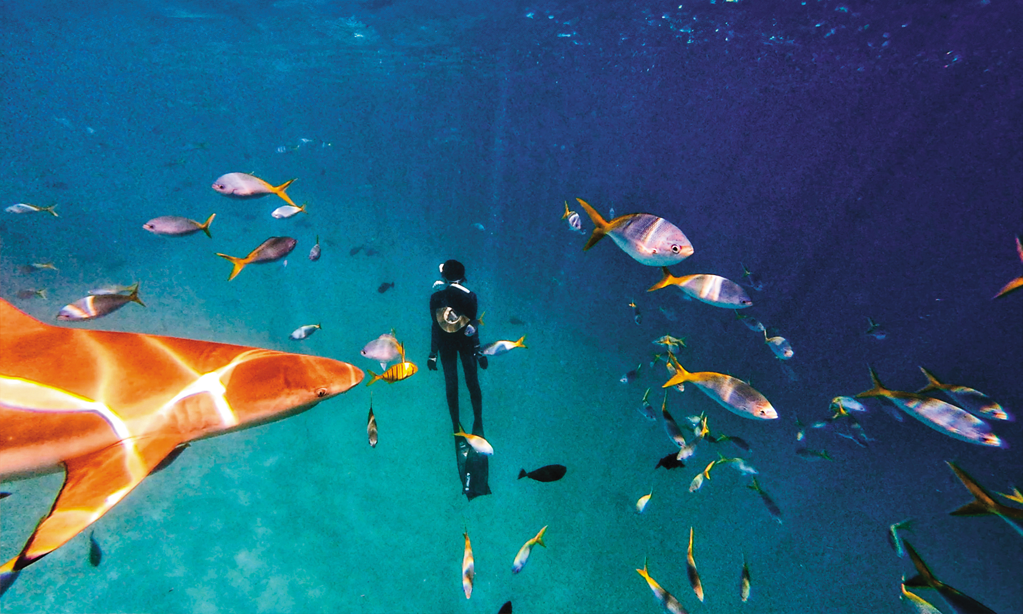 温貞菱會潛水，也重視環保，成為帛琉隊長的首選。 （公視提供）
