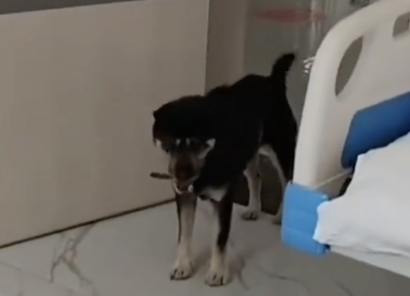 狗狗叮噹從家裡一路狂奔16公里到醫院尋找主人。（翻攝自微博）