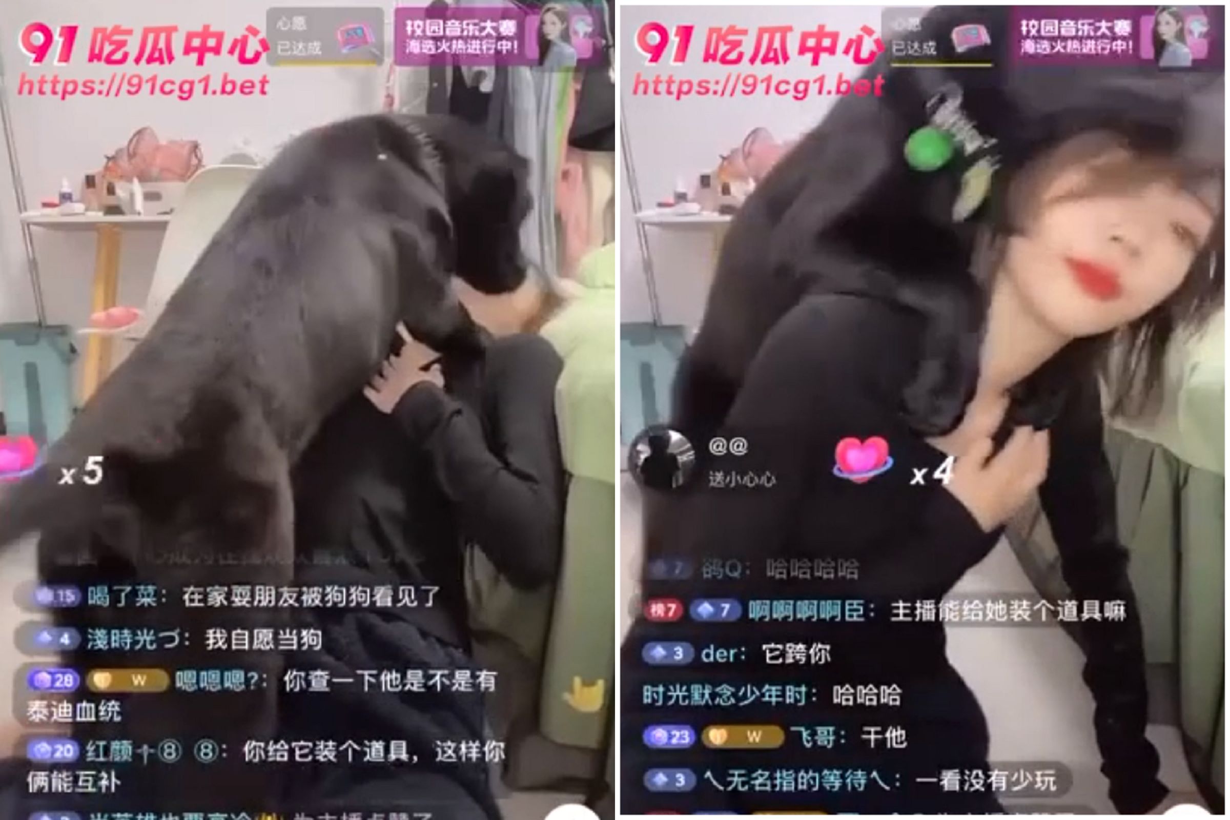 狗狗闖直播間情欲大爆發!硬上女主播「超自然震動」,網瘋喊:想當那隻犬。(翻自《91吃瓜中心》)