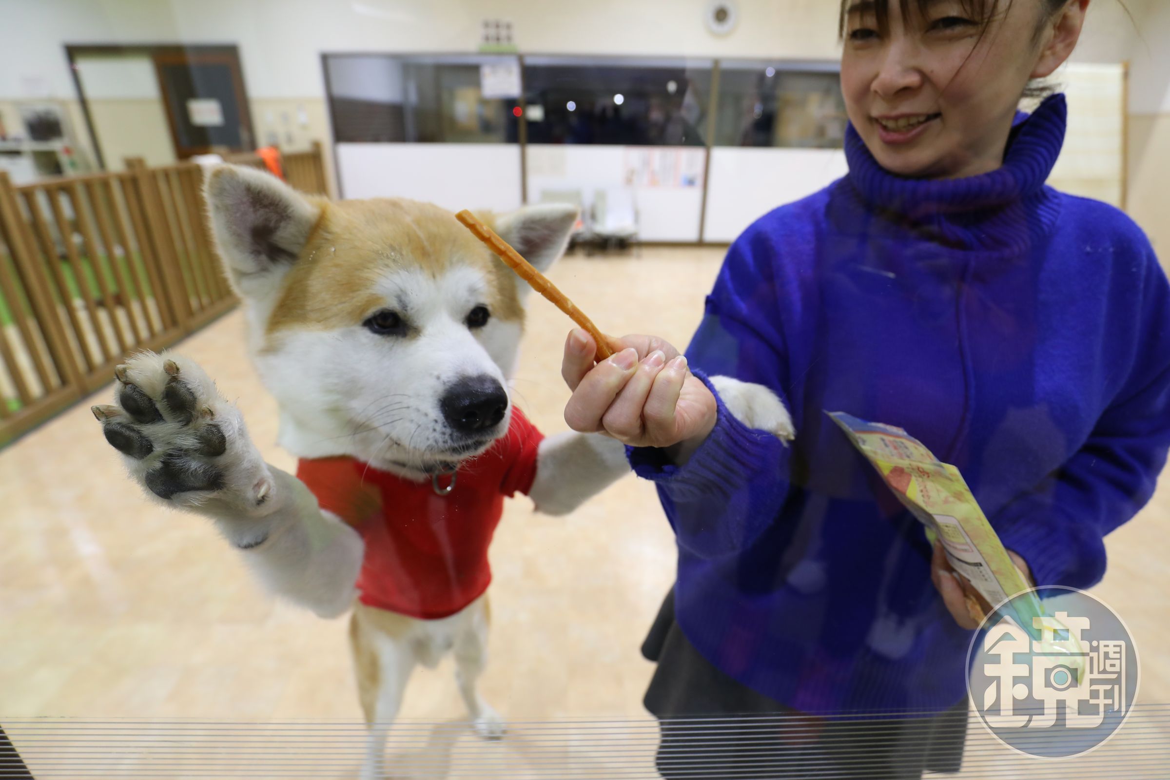 每天有不同狗狗在秋田犬展示室輪流亮相。