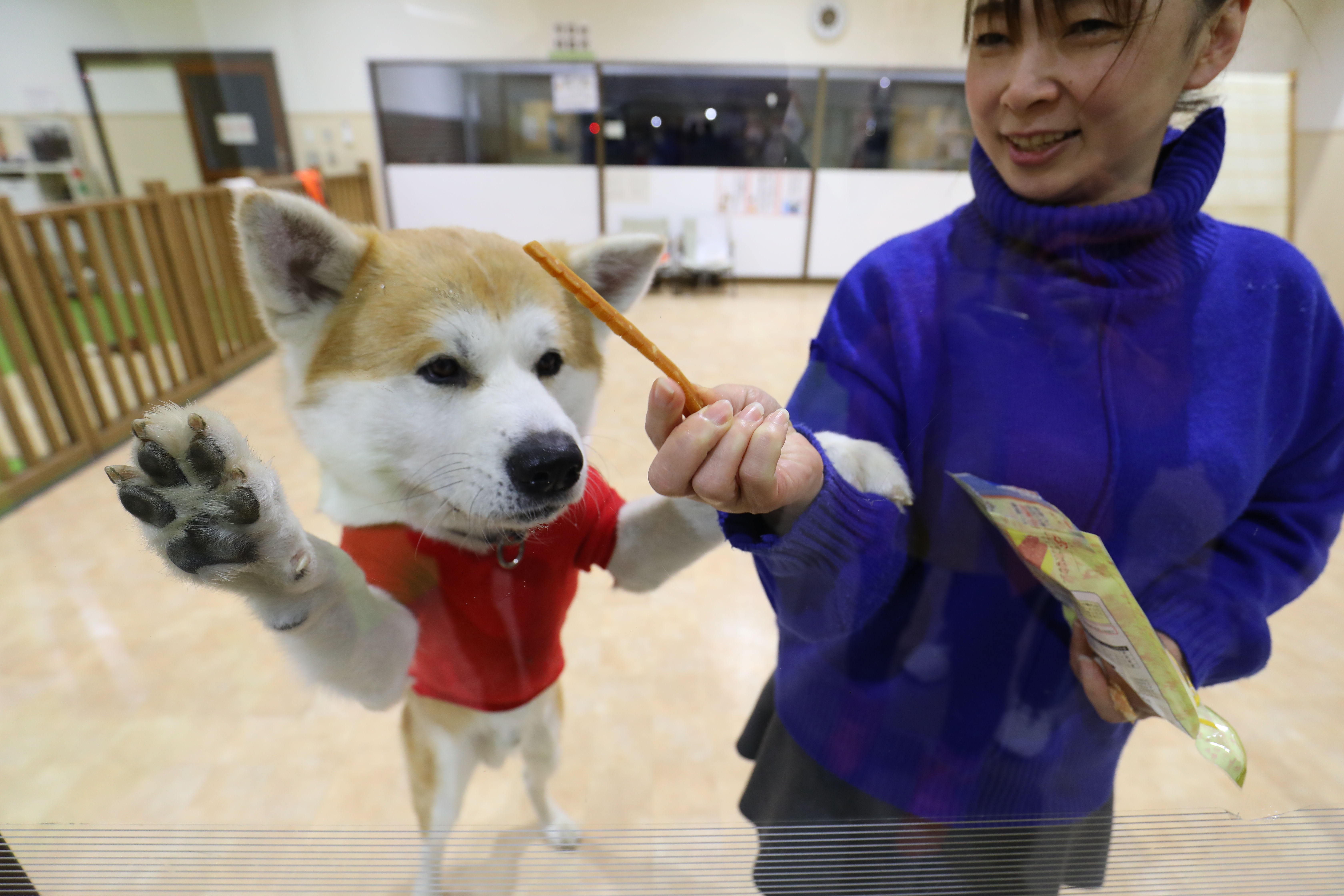 每天有不同狗狗在秋田犬展示室輪流亮相。