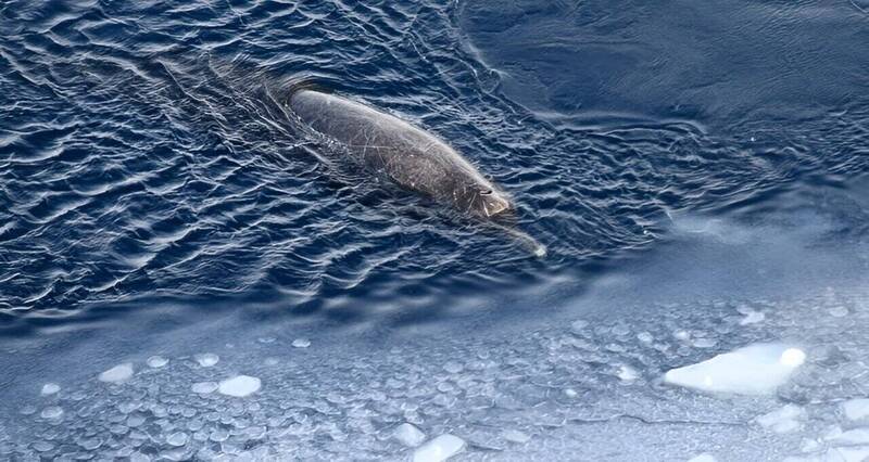 總是長時間潛入海底深處的「深海隱士」亞諾氏瓶鼻鯨驚喜現蹤。(翻攝自André Meijboom專頁)