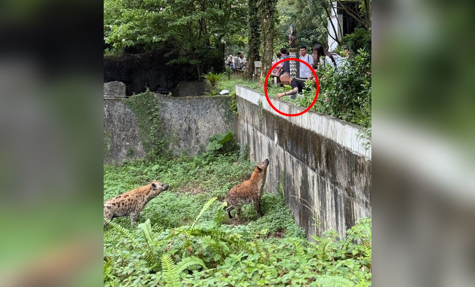 刺青屁孩翻越護欄挑釁鬣狗！動物園備案提告　網酸：怎沒掉下去