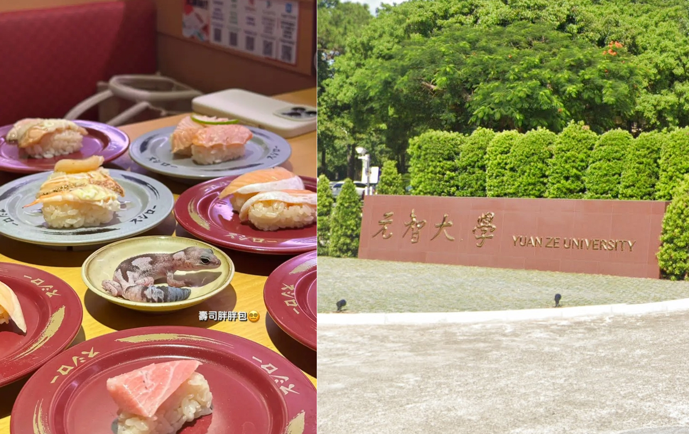 元智大學學生將寵物守宮放在壽司郎的醬料碟上，引發撻伐，校方發出3點聲明回應。（翻攝自Dcard／Google Maps）