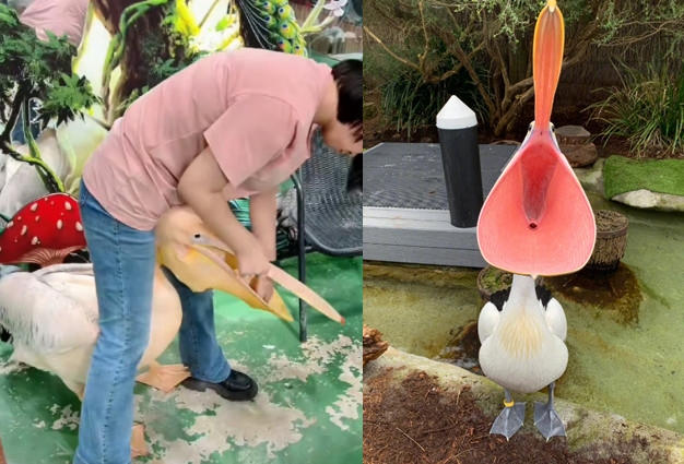 西安某間動物主題樂園內的某隻鵜鶘慣性會吞食園區內的小動物。（翻攝微博）