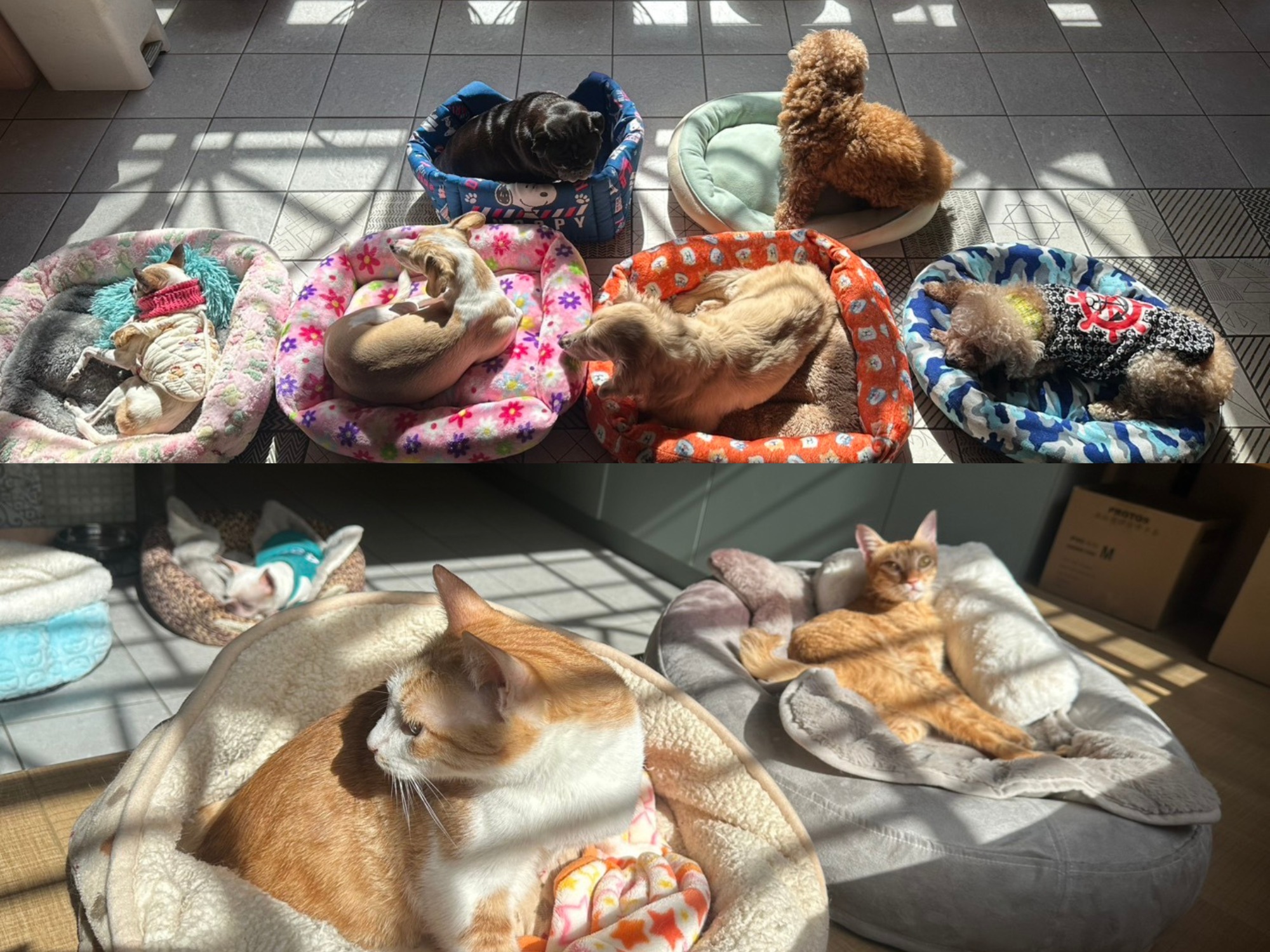 圖說:法國皇家今年續推公益捐糧活動,聚焦熟老齡浪浪的營養與照護需求。(法國皇家提供)