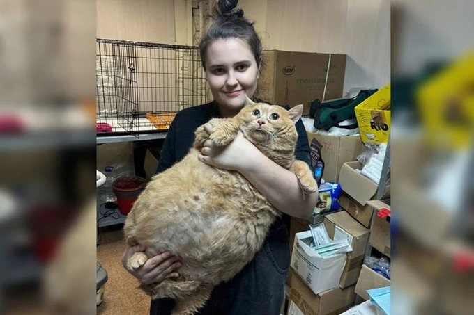 悲報！知名「超肥貓」死亡，減重1個月後猝逝。（翻自X平台）