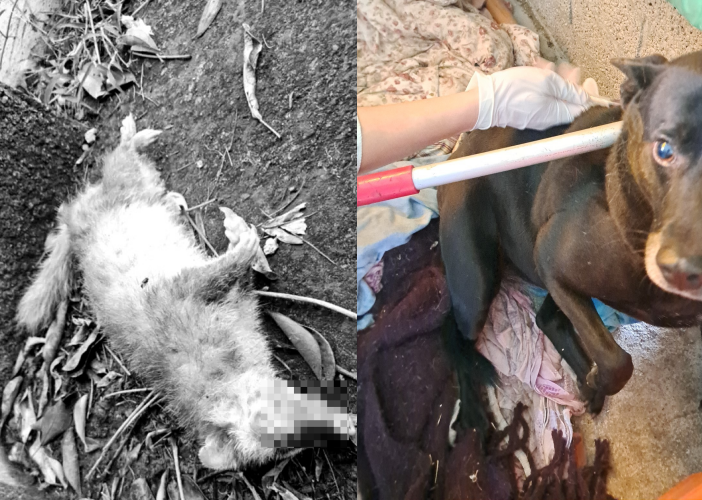 苗栗公館鄉道路旁的死亡鼬獾近日被驗出狂犬病陽性，縣府設免費疫苗施打據點，呼籲飼主帶自家寵物前往接種。（農業處提供 / 翻攝自臉書 @苗栗縣動物保護防疫所）