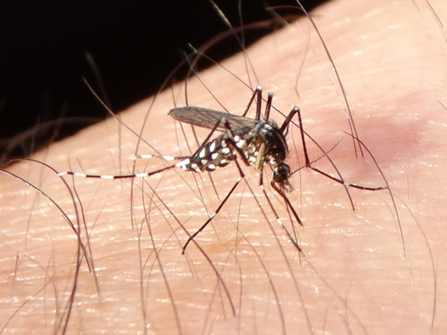中國一名男子遭蚊子襲擊，因下意識揉眼睛，竟導致視力急遽下降，確診為真菌性角膜潰瘍，險些釀失明。（翻攝自photoAC）
