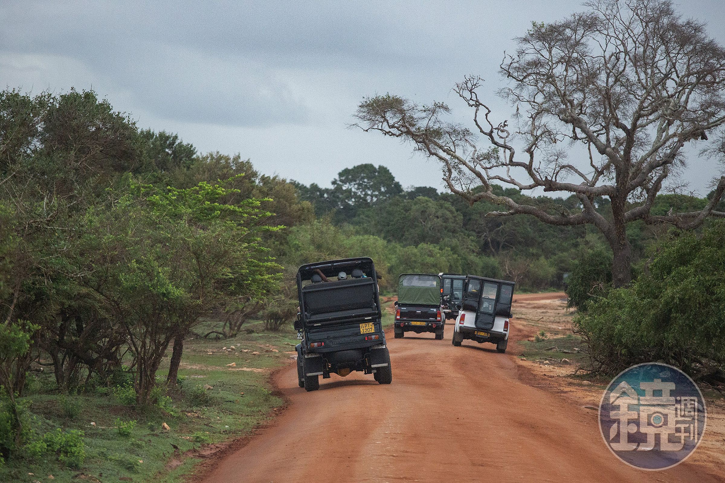 清晨的斯里蘭卡「雅拉國家公園(Yala National Park)」,敞篷吉普車慢慢駛入紅土荒野,空氣裡夾帶泥土與草木的香氣。