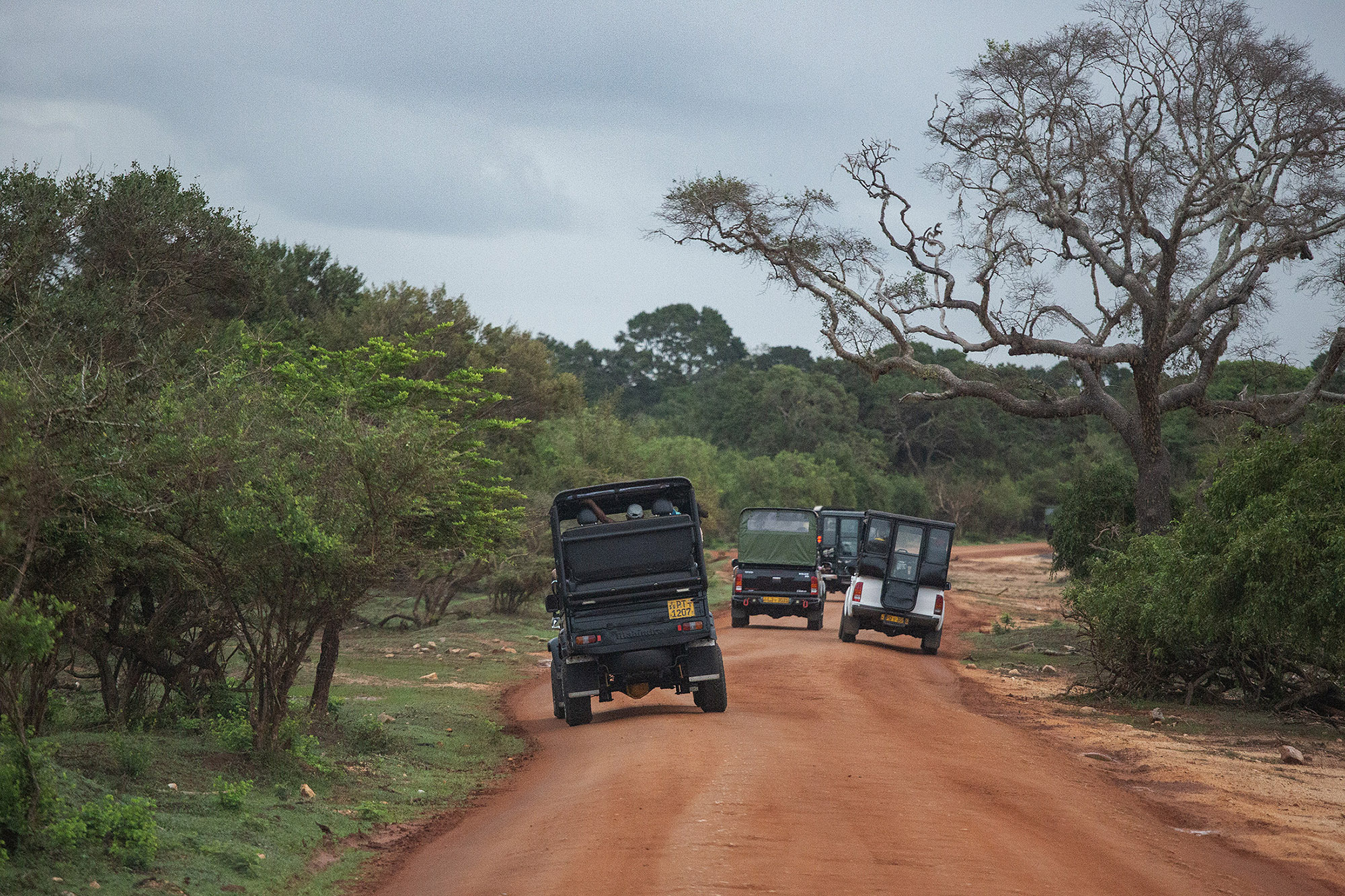 清晨的斯里蘭卡「雅拉國家公園（Yala National Park）」，敞篷吉普車慢慢駛入紅土荒野，空氣裡夾帶泥土與草木的香氣。