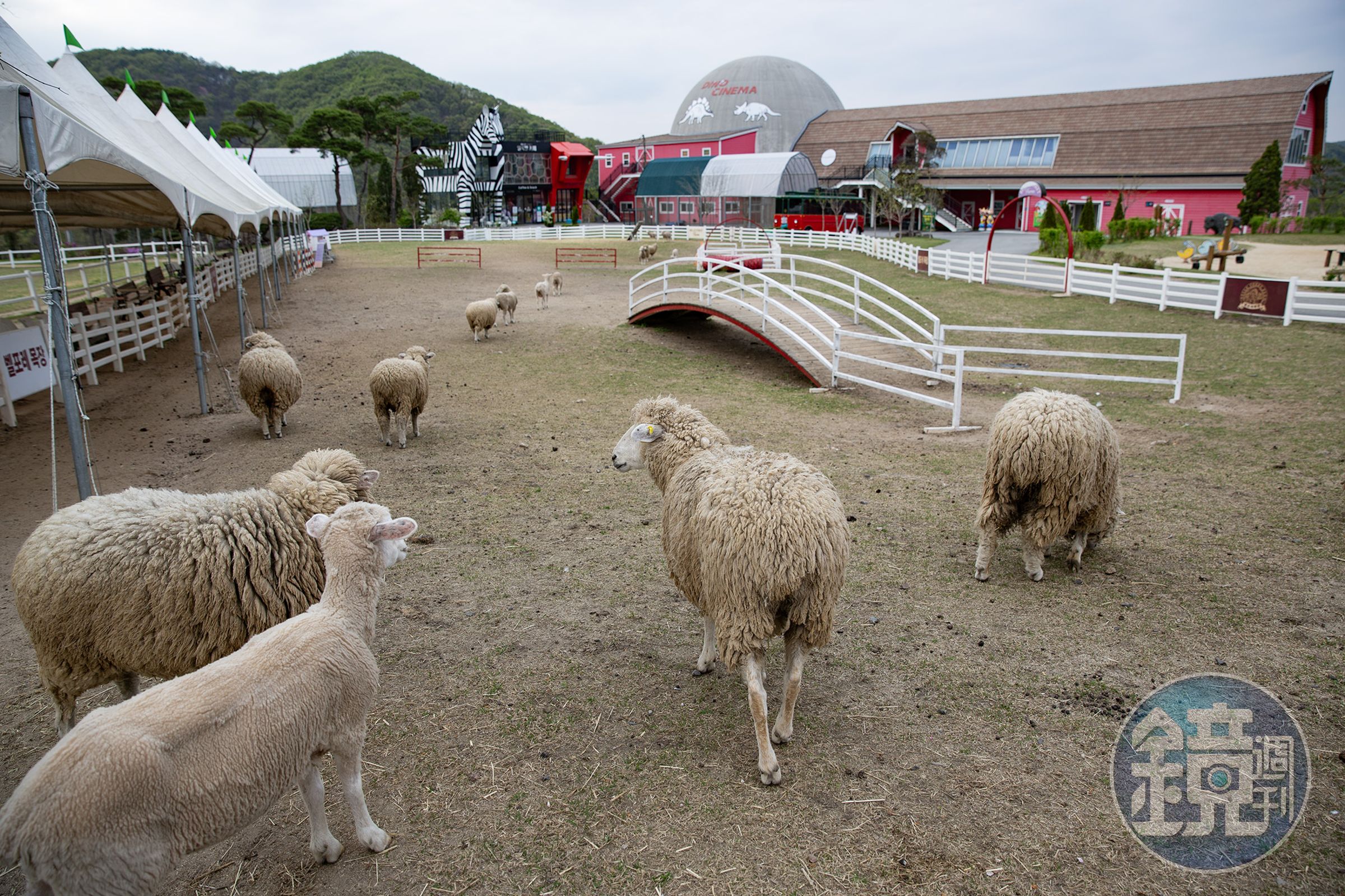 園區內的牧場飼養著綿羊、迷你馬等草食動物，遊客可在現場購買飼料體驗餵食樂趣。