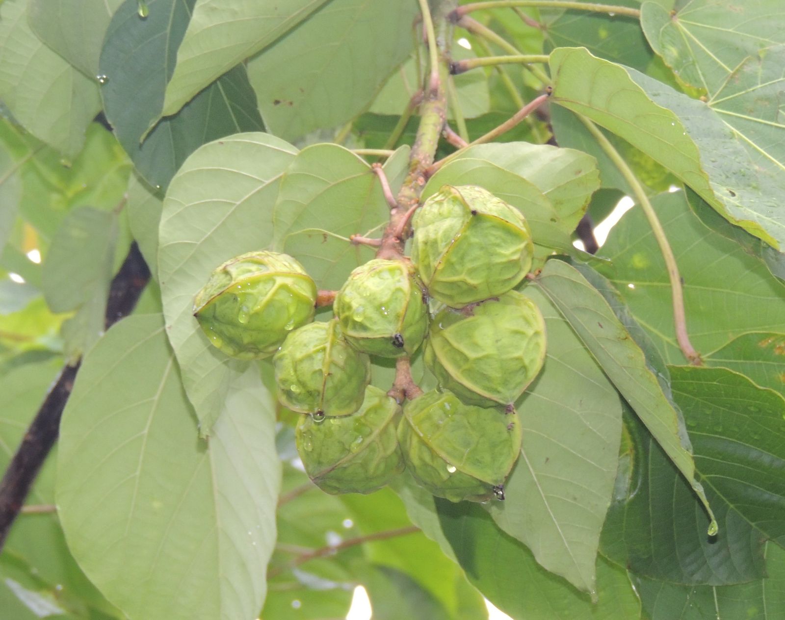 快訊/有毒「油桐花果」誤吃下肚 北市6名國中生緊急送醫