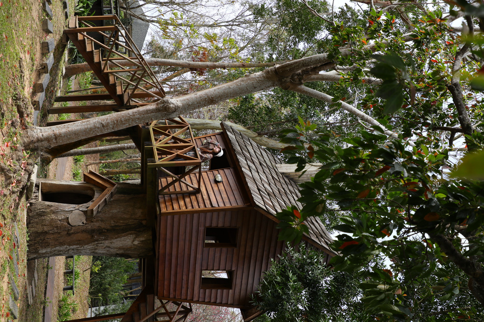 登上樟樹爺爺頂上的樹屋,可以從高處眺望園區景色。