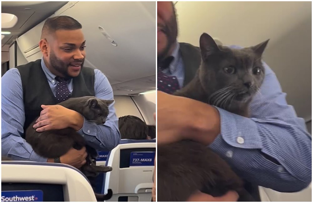空服員抱著小貓,在機艙內徘迴,吸引旅客目光。(翻攝jaytom531 IG)