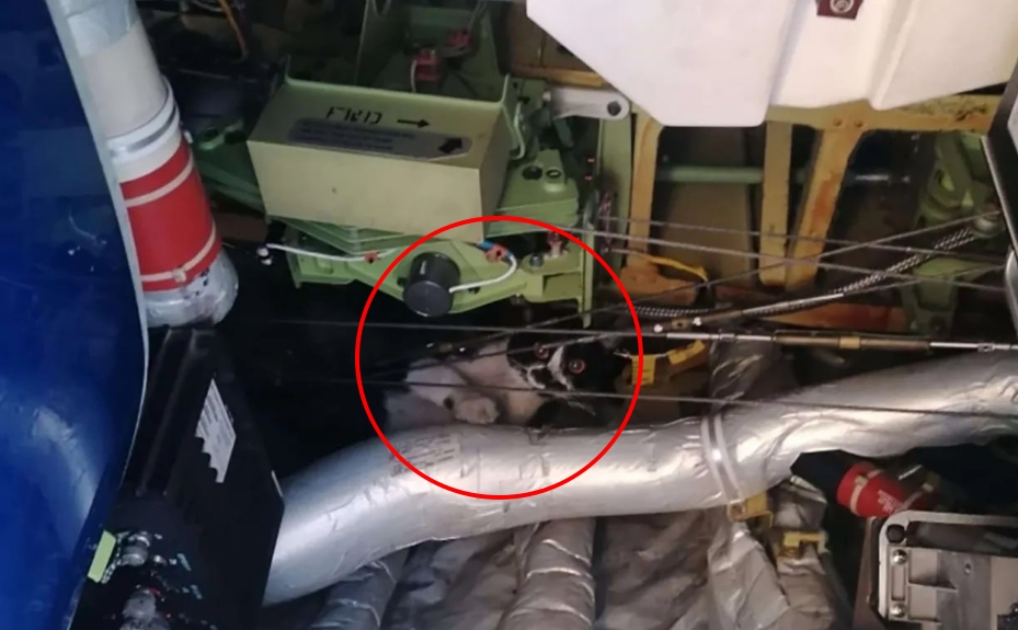 起飛前機組人員聽見疑似有貓叫聲，立即通知維修人員檢查，發現真的有黑白相間的「奶牛貓」藏身機內。（翻攝自X @Uncensored News）