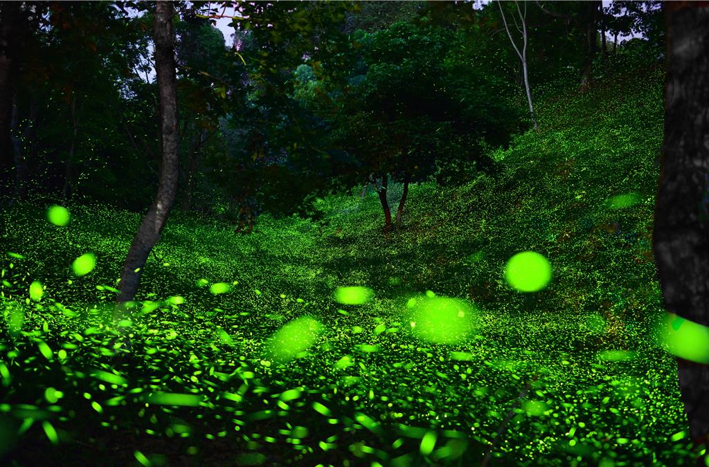 東勢林場預估本週末將迎來螢火蟲大爆發。（東勢林場提供）