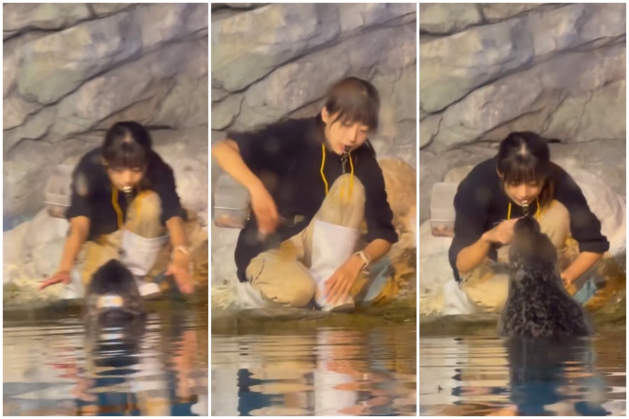 正妹飼養員與可愛的海豹「夏綠蒂」互動，專業與耐心，吸120萬次網友觀看，意外爆紅。（翻攝自Threads）