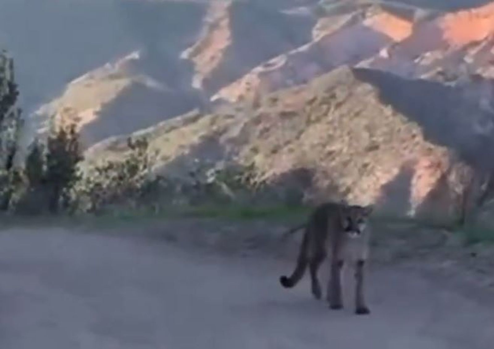 有片/騎單車被美洲獅尾隨跟蹤!突加速爆衝 她嚇瘋:對峙4分鐘像永恆