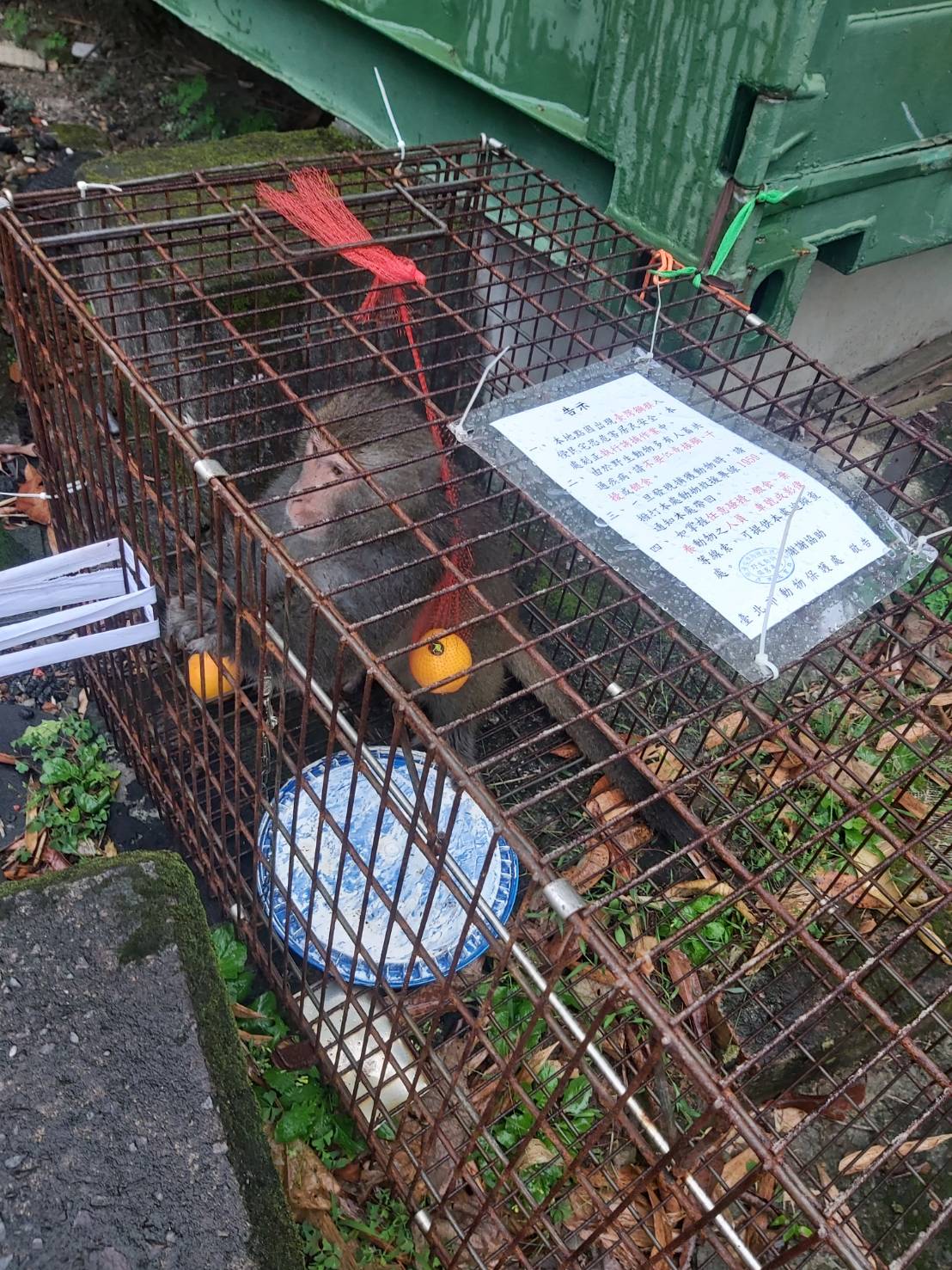 台灣獼猴享用進口水果。(北市動保處提供)
