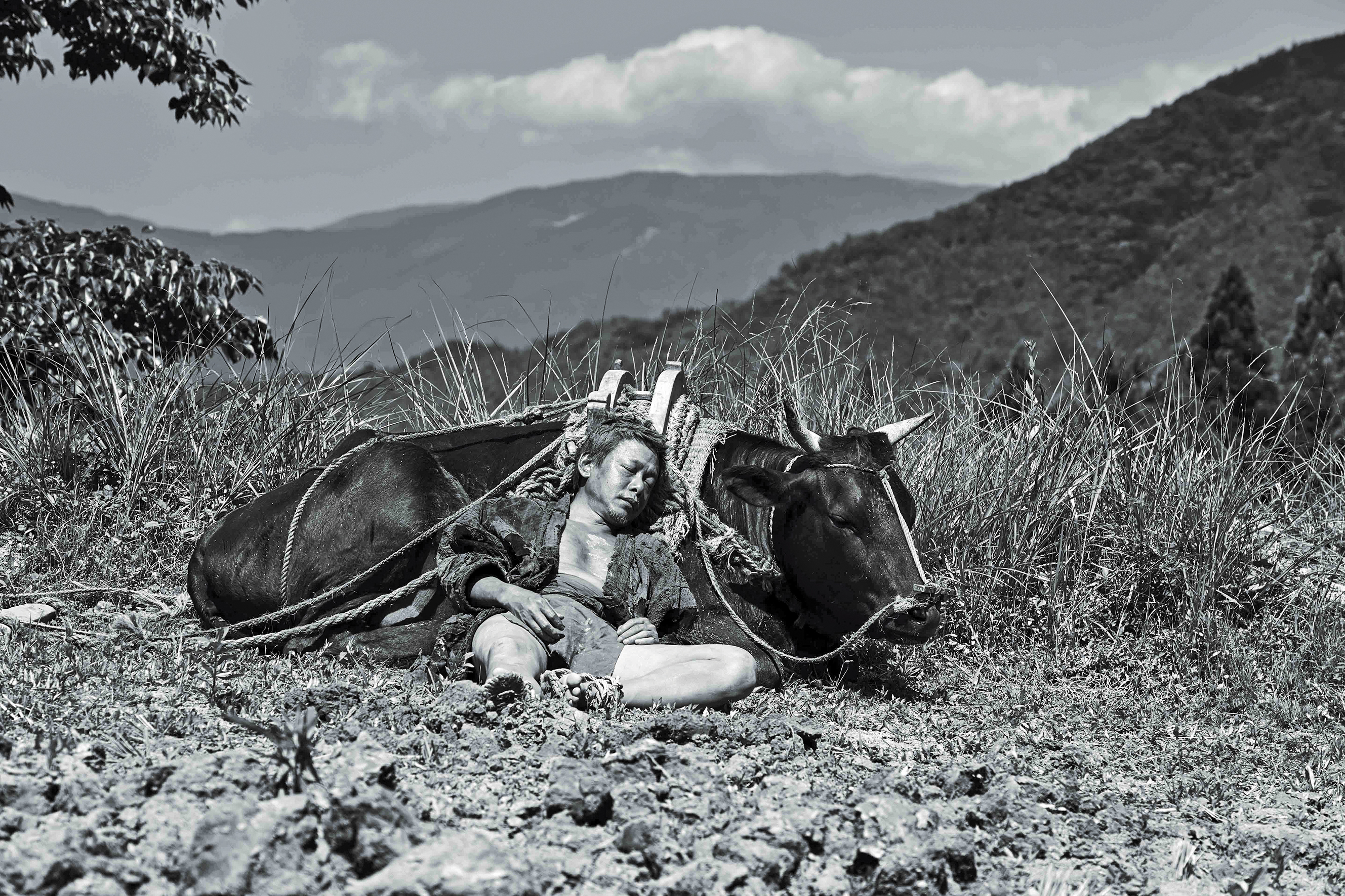李康生花了二週跟和牛女主角培養默契，天天陪她散步、餵她吃草、幫她刷背培養默契。（光年映畫提供）