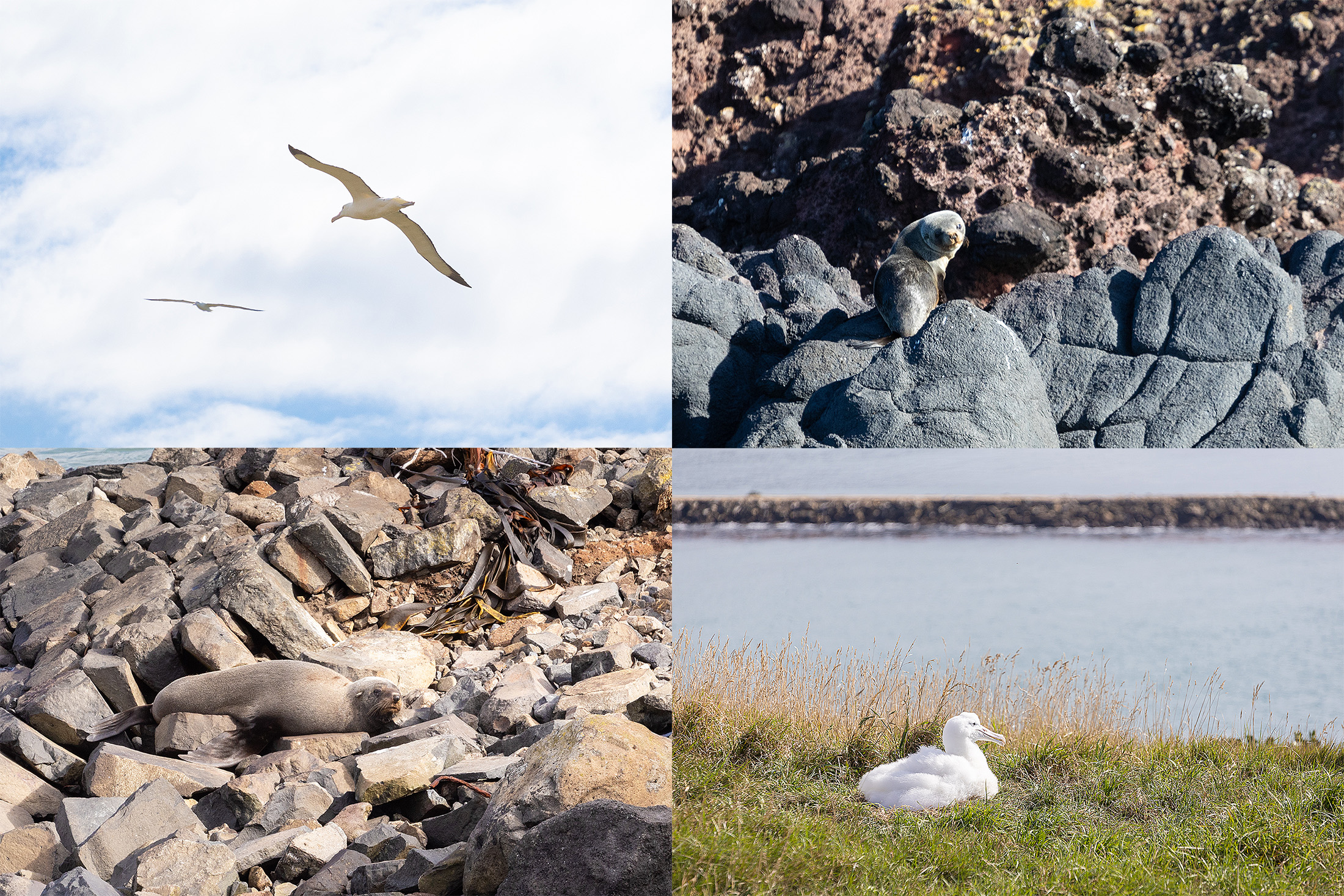 位於紐西蘭南島的但尼丁，不僅因為濃郁的蘇格蘭風情，被稱為「南半球的愛丁堡」，這裡還有一處生態秘境「奧塔哥半島（Otago Peninsula）」，是許多野生動物的繁殖與棲息地。