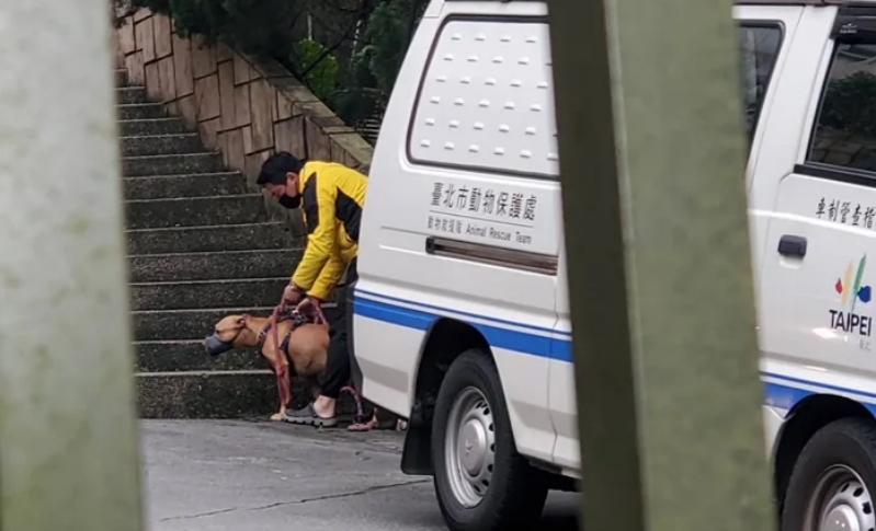 比特犬Lucky目前已沒入，動保處後續將會進行相關評估，再決定是否開放給符合資格的民眾認養。（翻攝自網路）