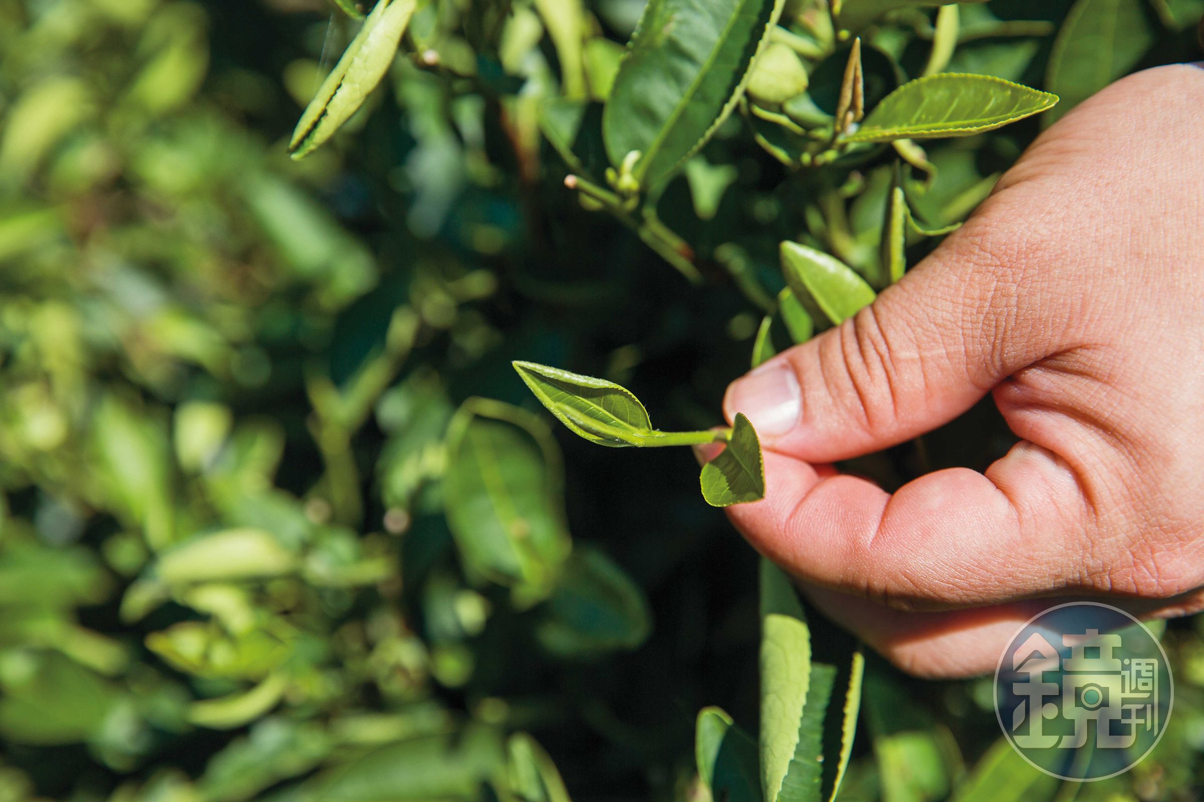 三峽特有種茶樹「青心柑仔」，是最適合作碧螺春的茶種，夏季還能製成紅茶、白茶。