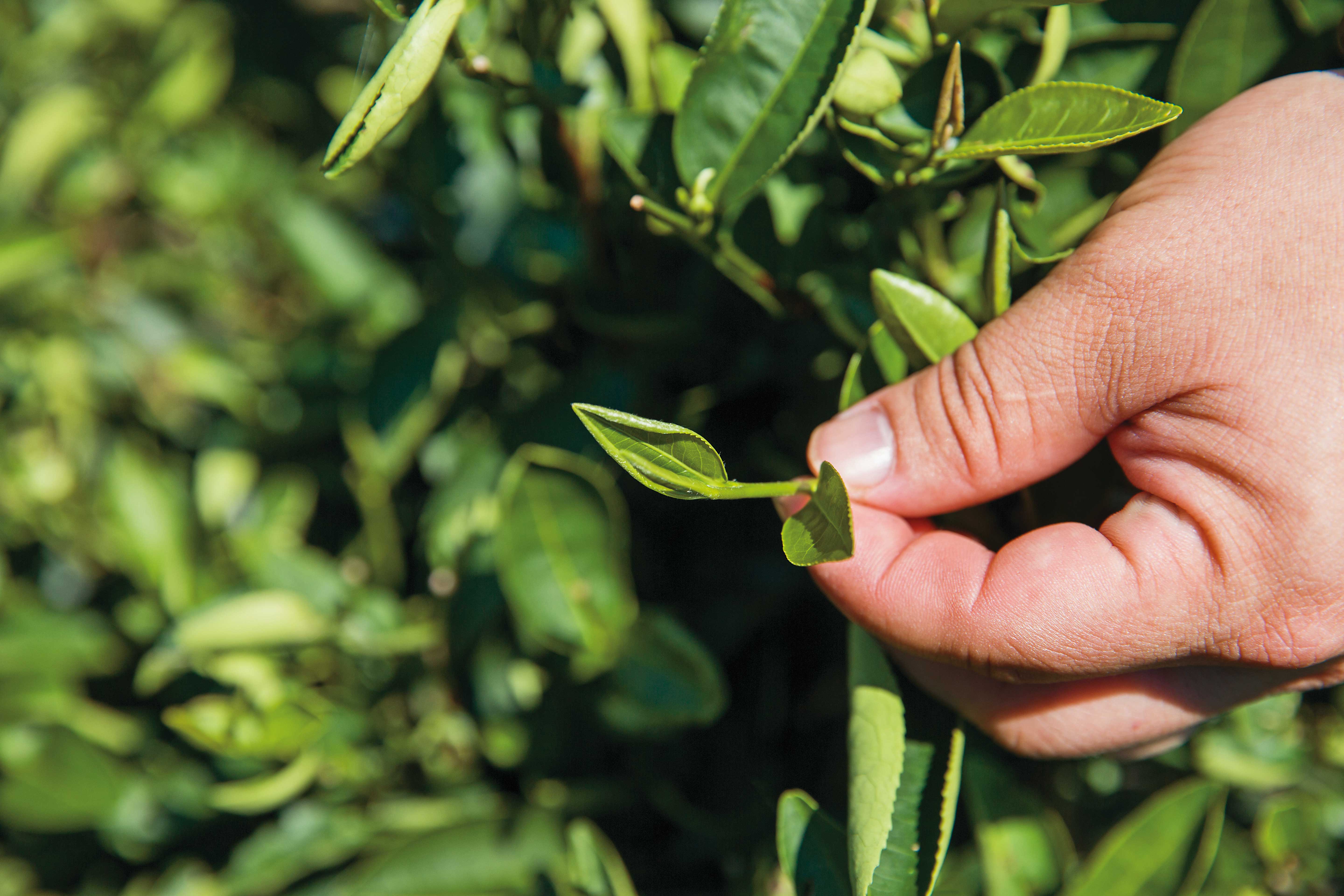三峽特有種茶樹「青心柑仔」，是最適合作碧螺春的茶種，夏季還能製成紅茶、白茶。