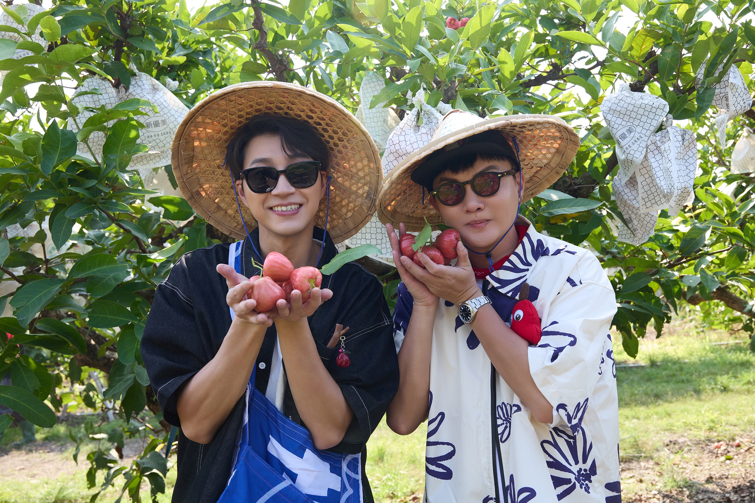 江宏傑到屏東出外景與許富凱一起彩蓮霧。（三立提供）