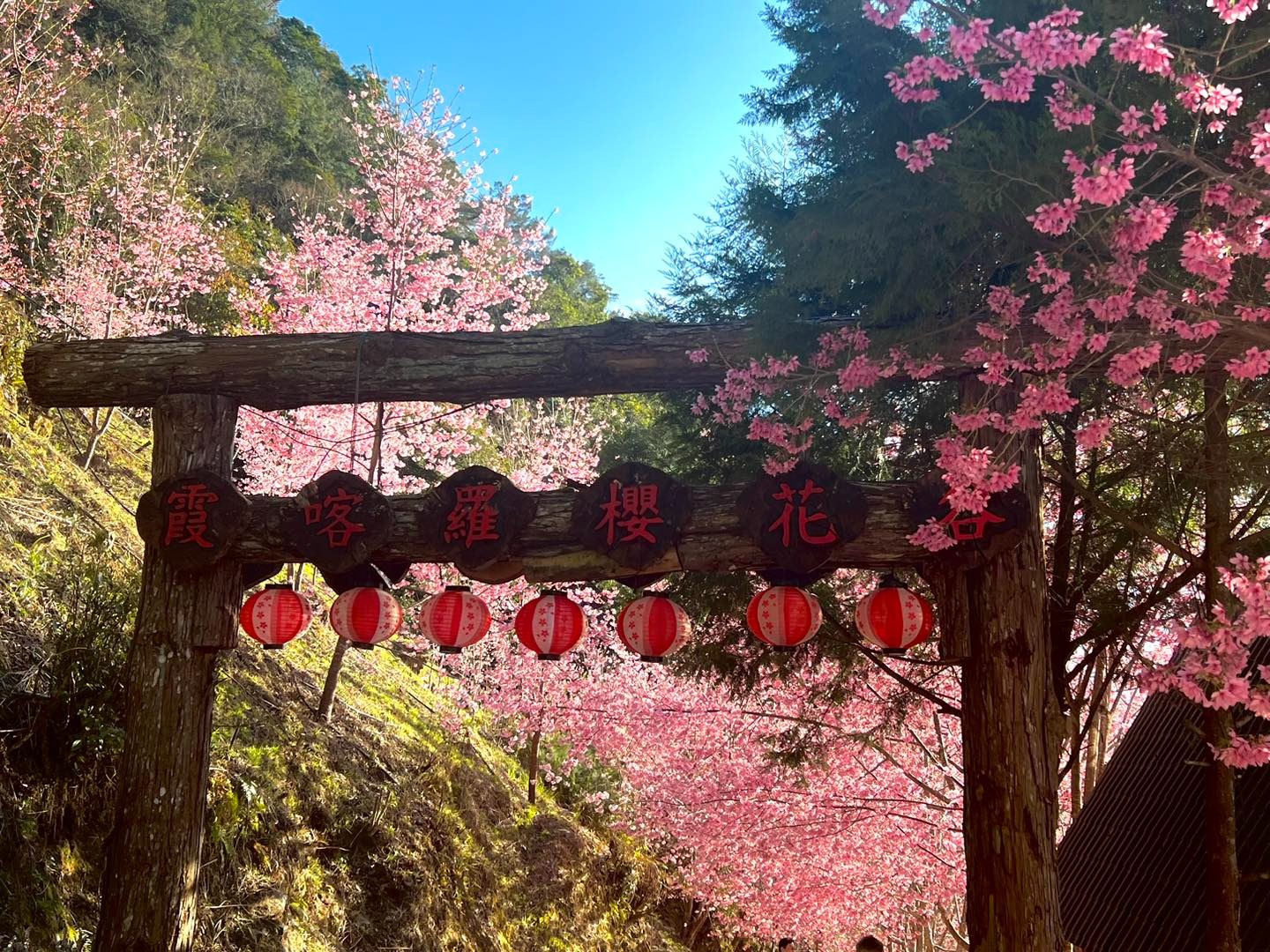 新竹縣尖石鄉「霞喀羅櫻花谷」因春雨打落園內櫻花提前宣布休園。（翻攝自新竹霞喀羅櫻花谷臉書）