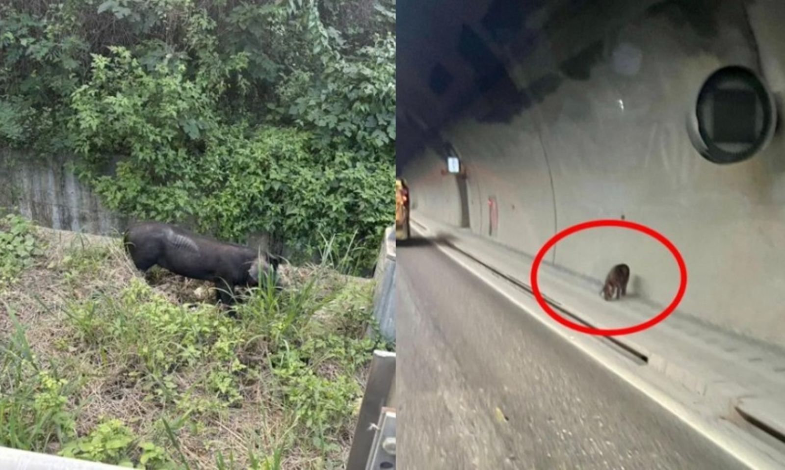 台64塞爆不是車禍！觀音山隧道驚見「2隻黑豬暴走」　警方急追「掉豬車」來源