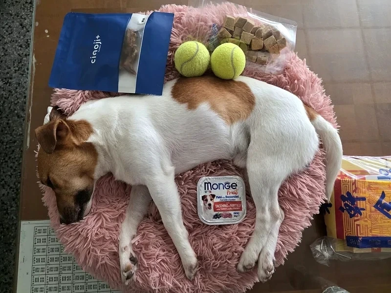 駁斥搜救犬Wilson被虐死 花蓮消防局曬獸醫院證明喊冤:意外死亡
