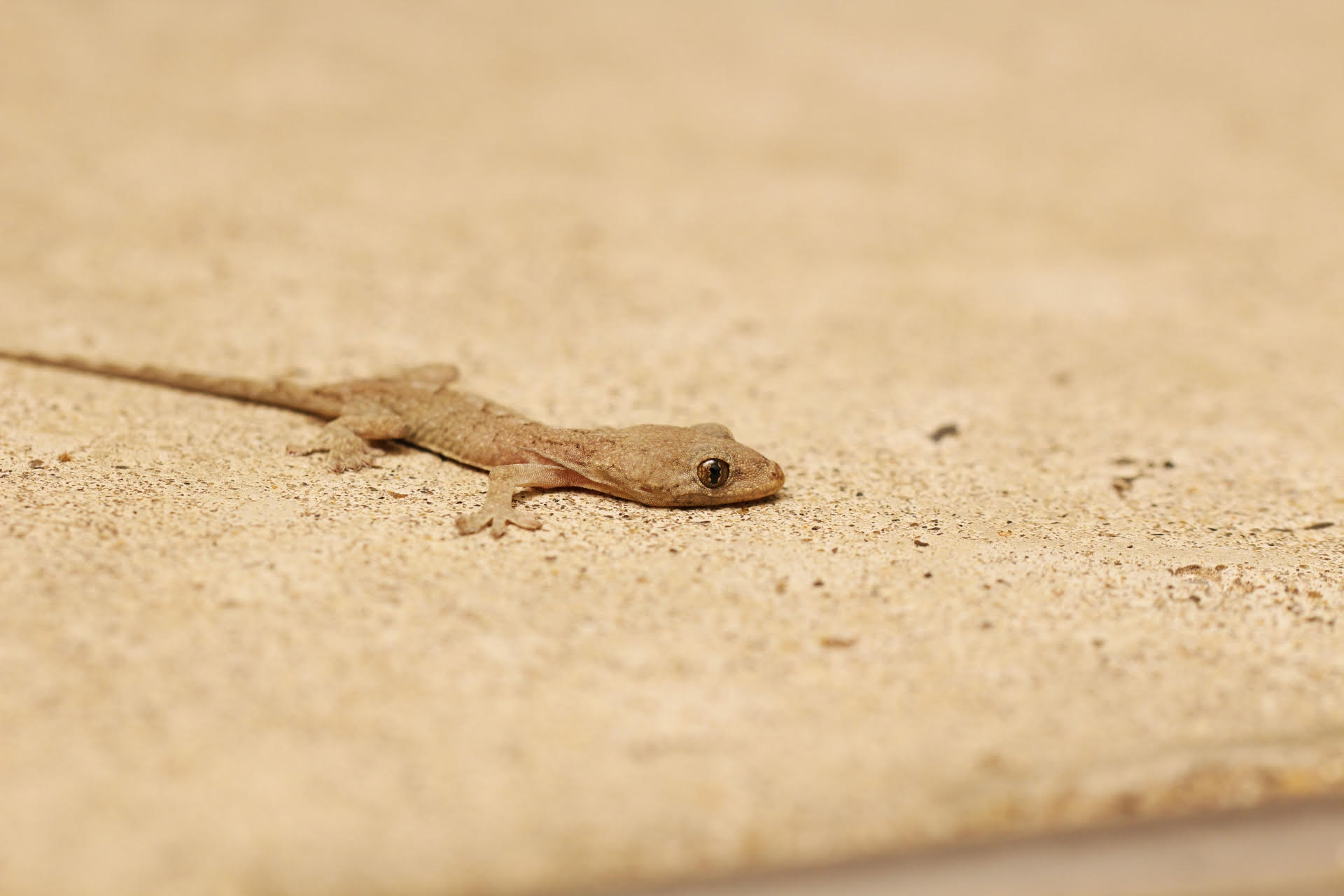 壁虎在中國屬於「三有」陸生野生動物，不得任意捕捉，否則恐觸法。（示意圖，photoAC）