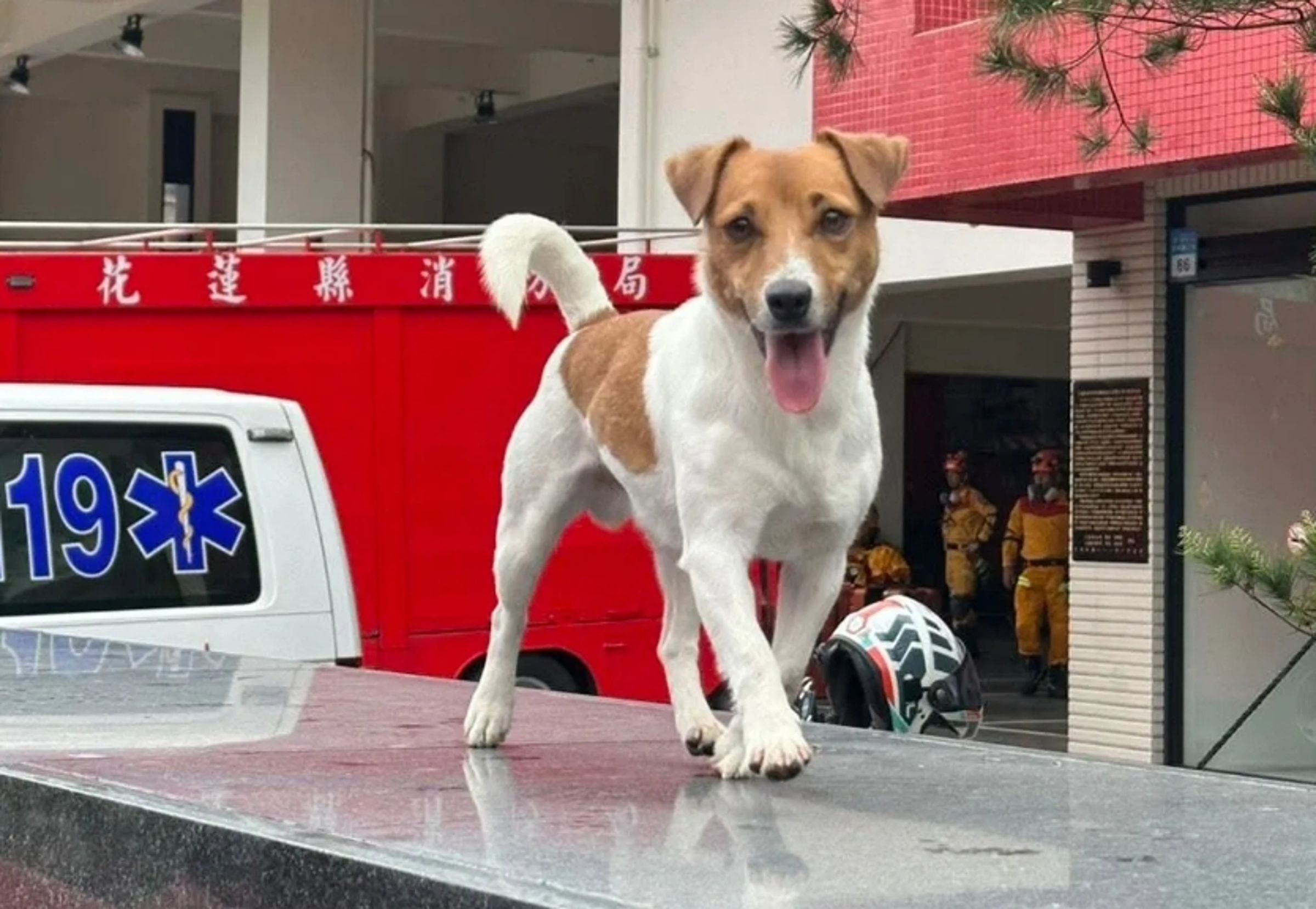 年僅3歲的搜救犬「Wilson」曾在2024年花蓮403強震中立下大功,卻在去年驚傳墜樓身亡,引發外界質疑。(翻攝自花蓮搜救犬隊~whf犬客臉書粉專)