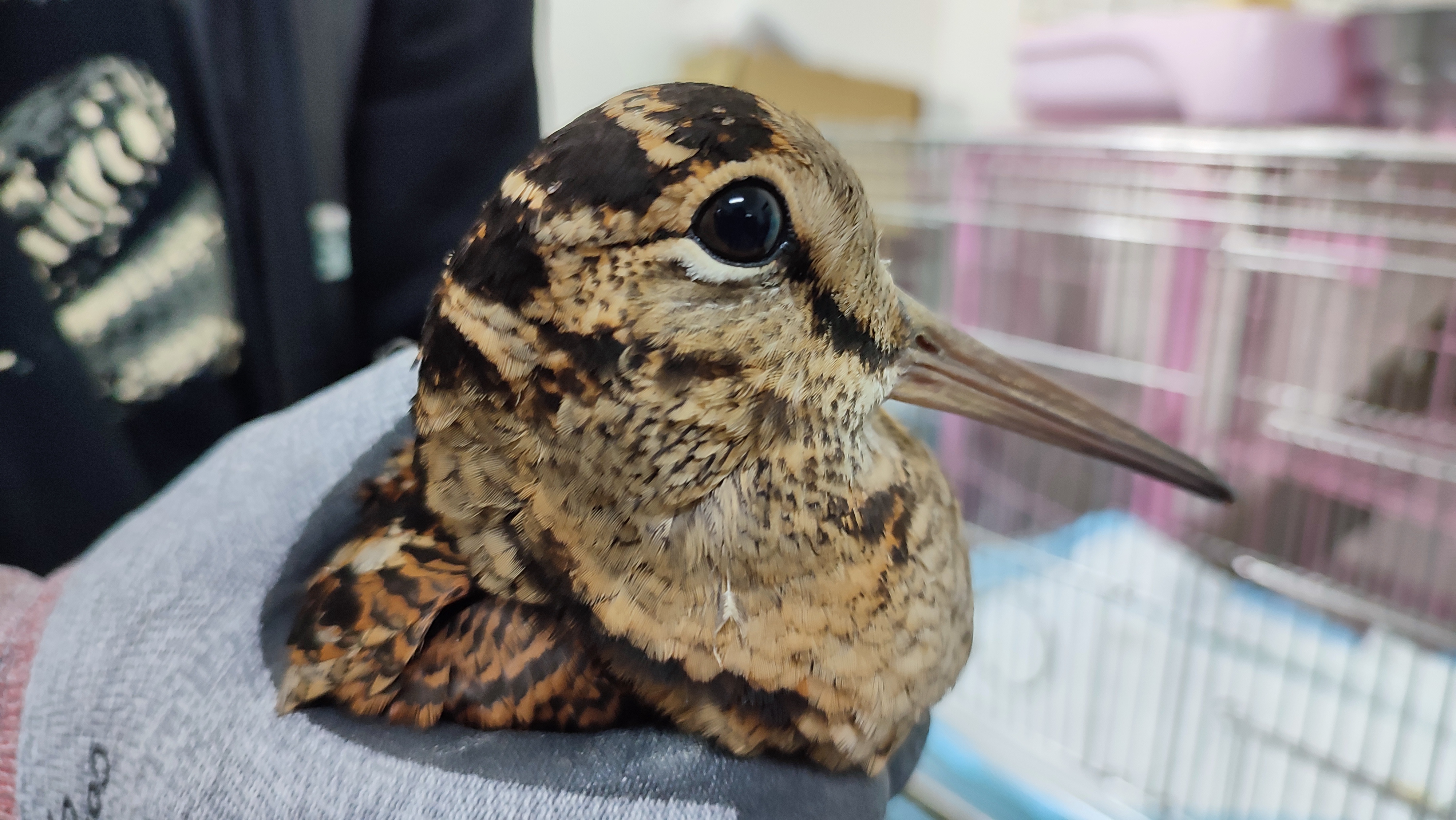 山鷸又名丘鷸，烏黑明亮大眼睛位於頭部後方，能夠提供360度的視野。（新北動保處提供）